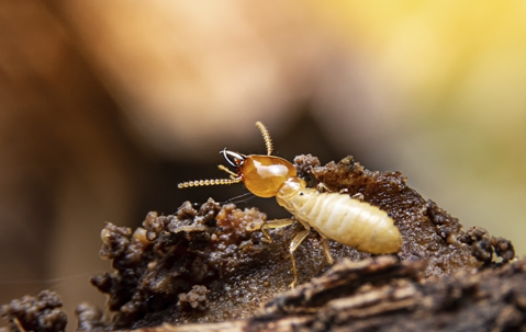 Termite