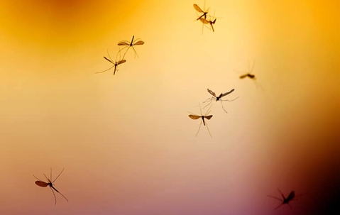 mosquito swarm