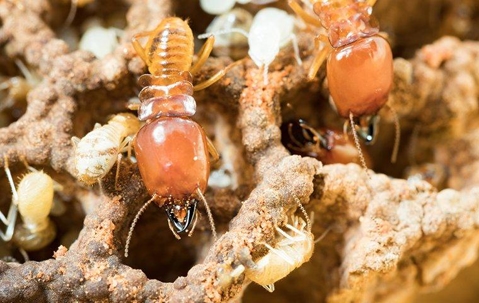 termite nest