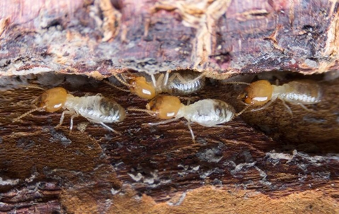 termites on a log
