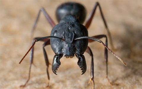 up close of carpenter ant