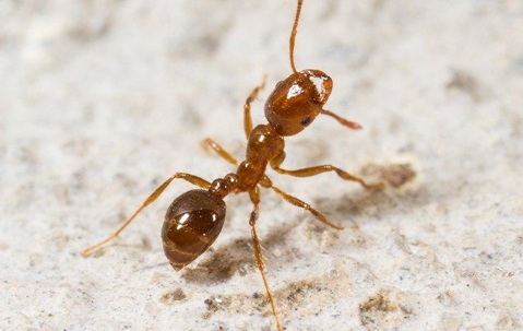 ant on sand