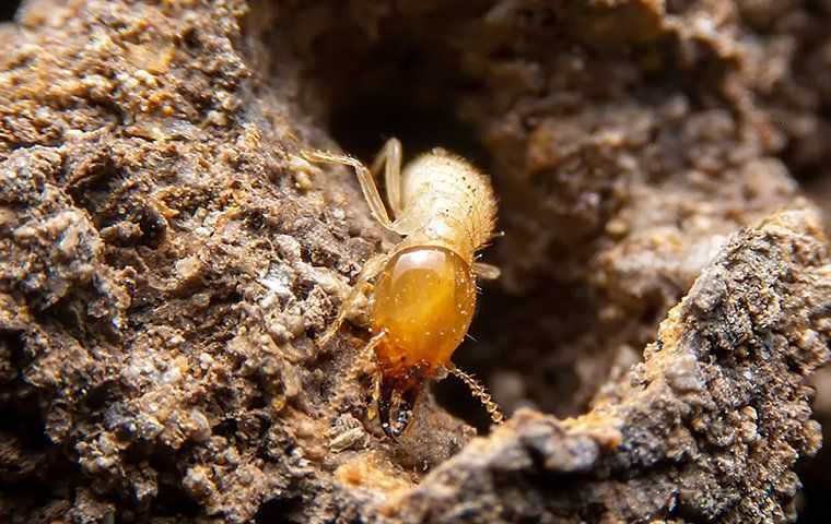 Termites