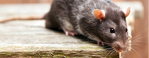 Rodent Control & Exclusion