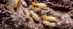 Termite Control